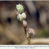 polyommatus rjabovi talysh hostplant3